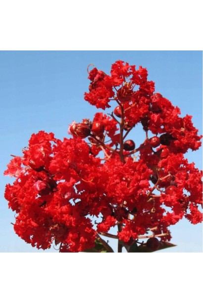 Лагерстремія Петіт Ред